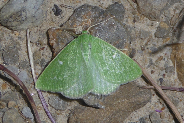 Thetidia sardinica